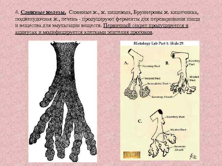 Сложные железы. Бруннеровы железы строение. Сложные железы примеры. Функция бруннеровых желез.