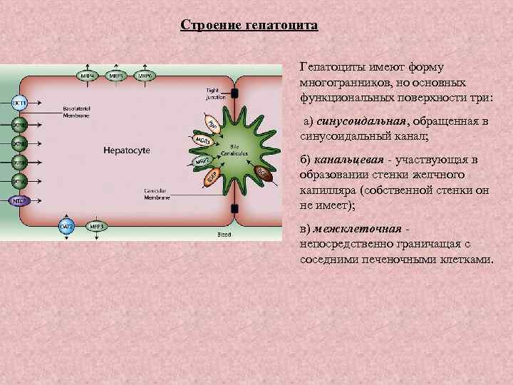 Строение гепатоцита Гепатоциты имеют форму многогранников, но основных функциональных поверхности три: а) синусоидальная, обращенная