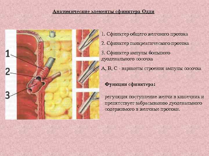Анатомические элементы сфинктера Одди 1. Сфинктер общего желчного протока 2. Сфинктер панкреатического протока 3.