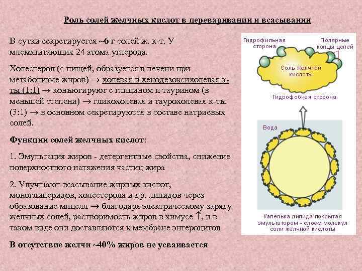 Роль солей желчных кислот в переваривании и всасывании В сутки секретируется ~6 г солей