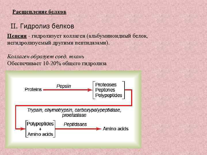 Расщепление белков II. Гидролиз белков Пепсин - гидролизует коллаген (альбуминоидный белок, негидролизуемый другими пептидазами).