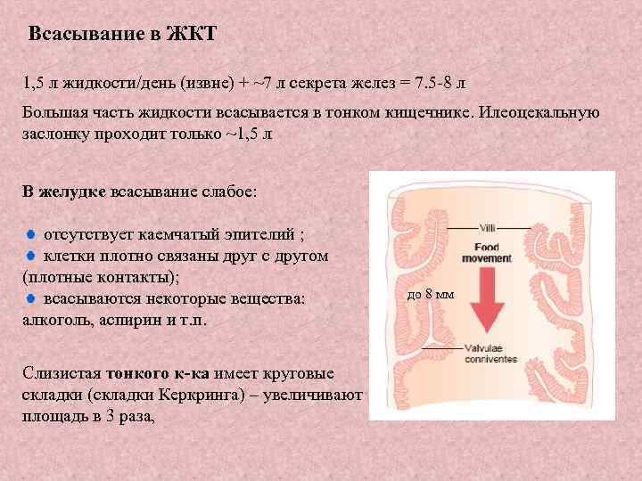 Всасывание в ЖКТ 1, 5 л жидкости/день (извне) + ~7 л секрета желез =