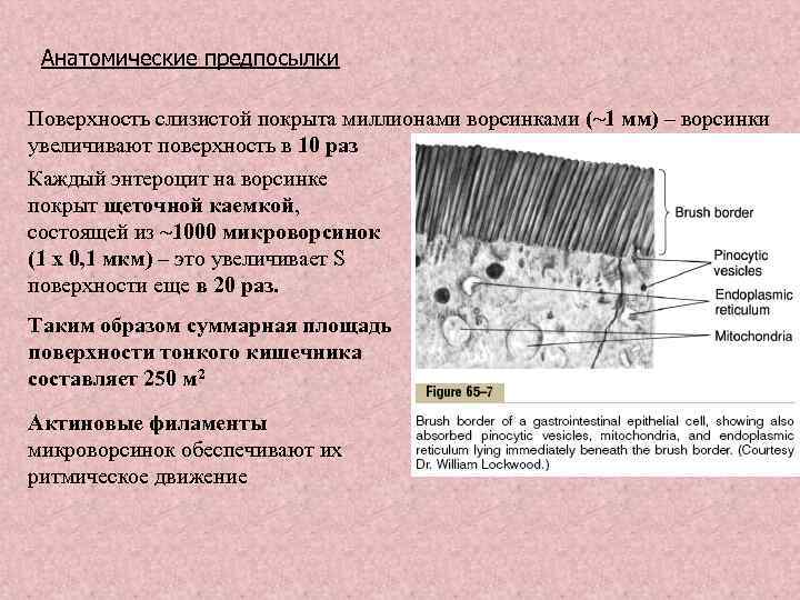 Анатомические предпосылки Поверхность слизистой покрыта миллионами ворсинками (~1 мм) – ворсинки увеличивают поверхность в