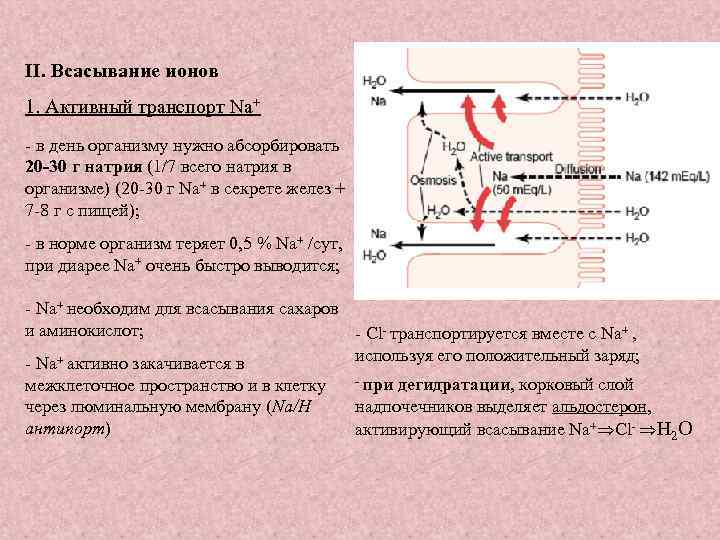 II. Всасывание ионов 1. Активный транспорт Na+ - в день организму нужно абсорбировать 20