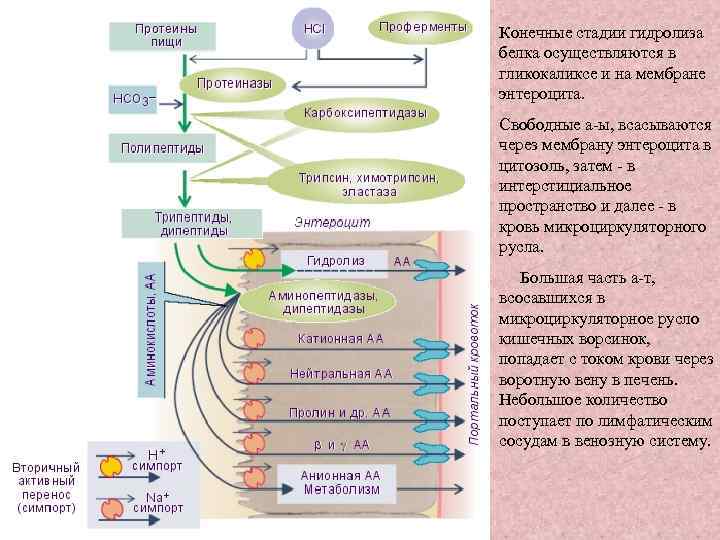 Конечные стадии гидролиза белка осуществляются в гликокаликсе и на мембране энтероцита. Cвободные а-ы, всасываются