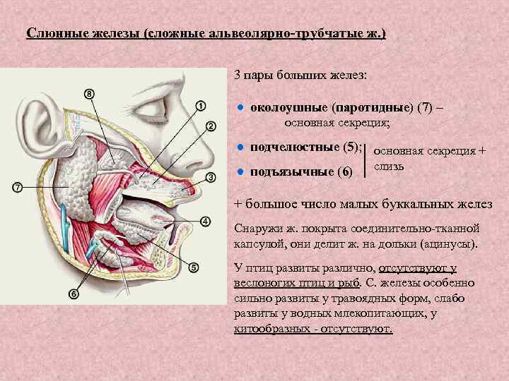 Околоушная слюнная железа мкб 10. Околоушно-жевательная область топографическая анатомия. Кровоснабжение околоушной слюнной железы анатомия. Топография околоушной железы. Сосочек околоушной железы.