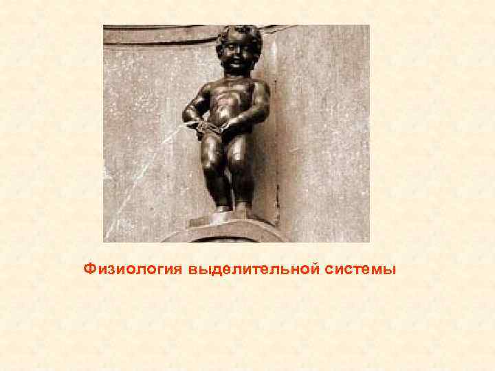 Физиология выделительной системы 