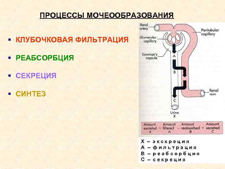 ПРОЦЕССЫ МОЧЕООБРАЗОВАНИЯ § КЛУБОЧКОВАЯ ФИЛЬТРАЦИЯ § РЕАБСОРБЦИЯ § СЕКРЕЦИЯ § СИНТЕЗ Х А В