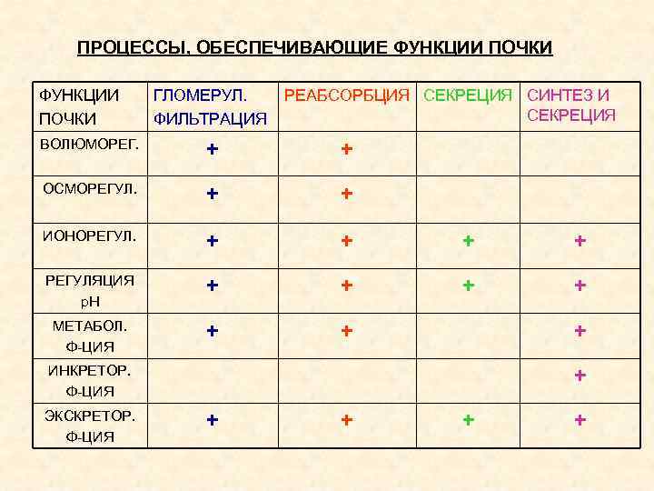 ПРОЦЕССЫ, ОБЕСПЕЧИВАЮЩИЕ ФУНКЦИИ ПОЧКИ ГЛОМЕРУЛ. ФИЛЬТРАЦИЯ РЕАБСОРБЦИЯ СЕКРЕЦИЯ СИНТЕЗ И СЕКРЕЦИЯ ВОЛЮМОРЕГ. + +
