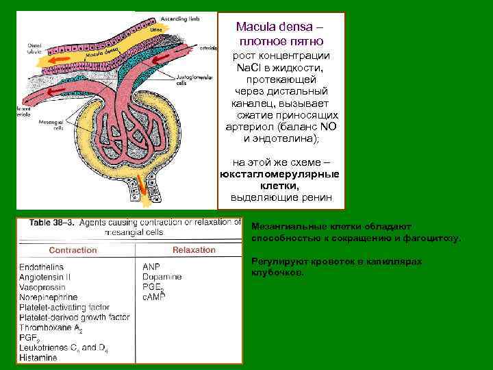 Macula densa – плотное пятно рост концентрации Na. Cl в жидкости, протекающей через дистальный