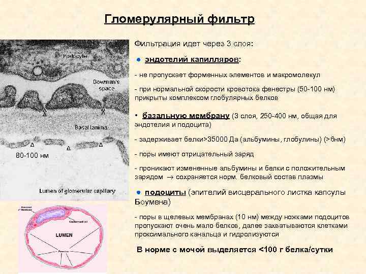 Гломерулярный фильтр Фильтрация идет через 3 слоя: эндотелий капилляров: - не пропускает форменных элементов