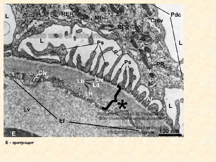 Е - эритроцит 