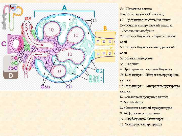 A – Почечное тельце B – Проксимальный каналец C – Дистальный извитой каналец D