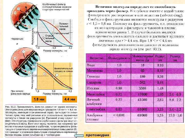 1. 8 нм 4. 4 нм протеинурия 