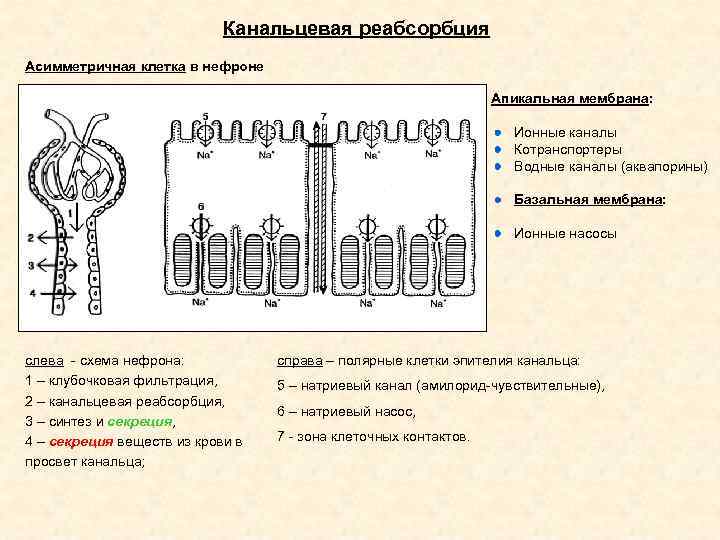 Фильтрационная мембрана почки схема