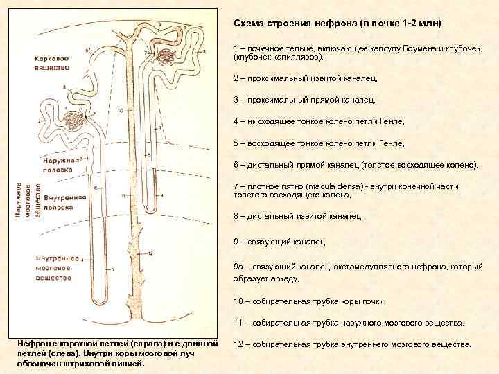 Схема строения нефрона (в почке 1 -2 млн) 1 – почечное тельце, включающее капсулу