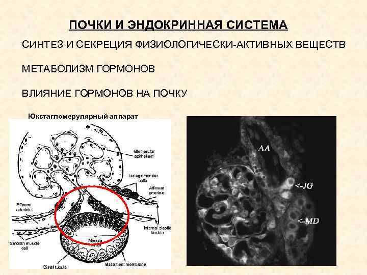 ПОЧКИ И ЭНДОКРИННАЯ СИСТЕМА СИНТЕЗ И СЕКРЕЦИЯ ФИЗИОЛОГИЧЕСКИ-АКТИВНЫХ ВЕЩЕСТВ МЕТАБОЛИЗМ ГОРМОНОВ ВЛИЯНИЕ ГОРМОНОВ НА