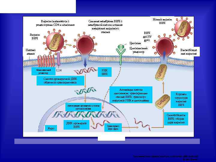 Вирион связывается с рецепторами CD 4 и хемокина Вирион ВИЧ Новый вирион ВИЧ Слияние