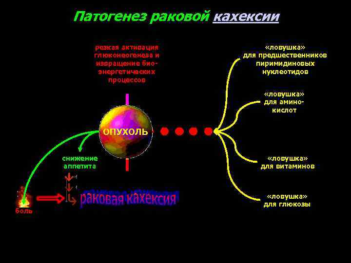 Патогенез раковой кахексии резкая активация глюконеогенеза и извращение биоэнергетических процессов «ловушка» для предшественников пиримидиновых