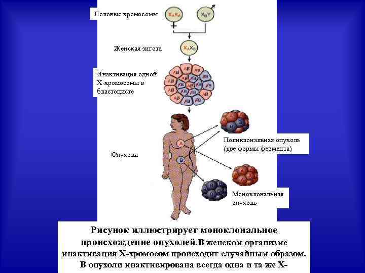 Половые хромосомы Женская зигота Инактивация одной Х-хромосомы в бластоцисте Опухоли Поликлональная опухоль (две формы
