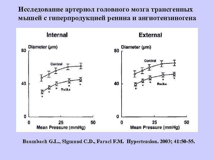 Исследование артериол головного мозга трансгенных мышей с гиперпродукцией ренина и ангиотензиногена Baumbach G. L.