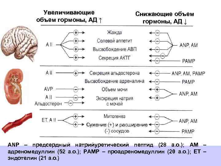 Увеличивающие объем гормоны, АД ↑ Снижающие объем гормоны, АД ↓ Сужение (+) и расширение