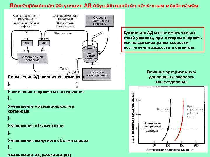 Долговременная регуляция АД осуществляется почечным механизмом Длительно АД может иметь только такой уровень, при