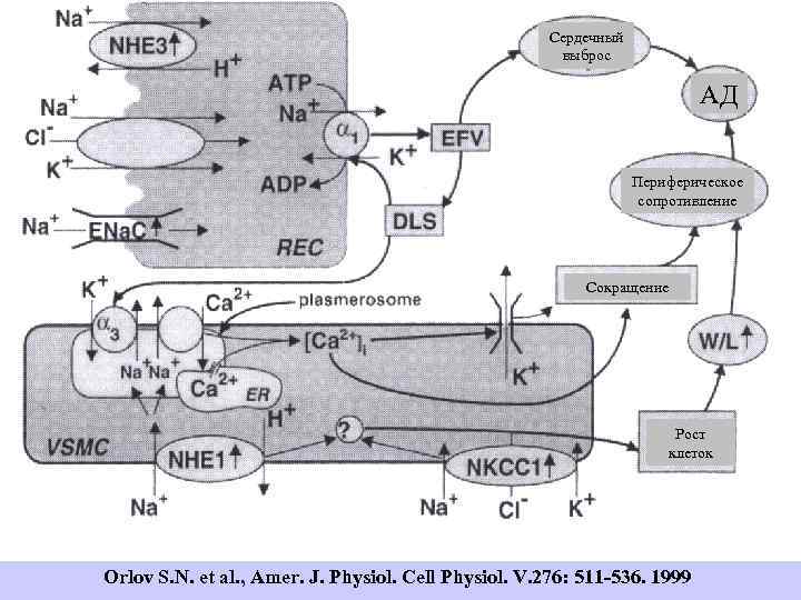 Сердечный выброс АД Периферическое сопротивление Сокращение Рост клеток Orlov S. N. et al. ,