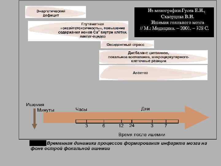  Из монографии: Гусев Е. И. , Скворцова В. И. Ишемия головного мозга //