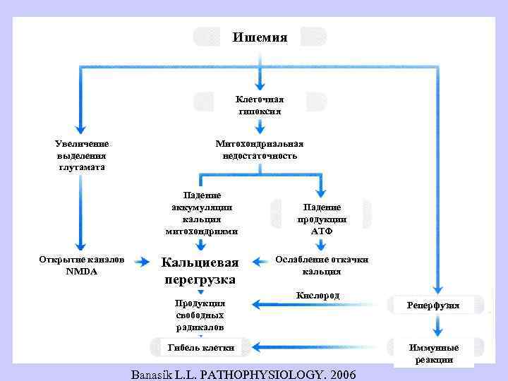 Ишемия Клеточная гипоксия Увеличение выделения глутамата Митохондриальная недостаточность Падение аккумуляции кальция митохондриями Открытие каналов