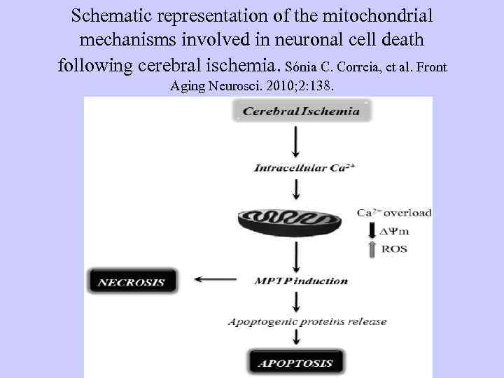 Schematic representation of the mitochondrial mechanisms involved in neuronal cell death following cerebral ischemia.