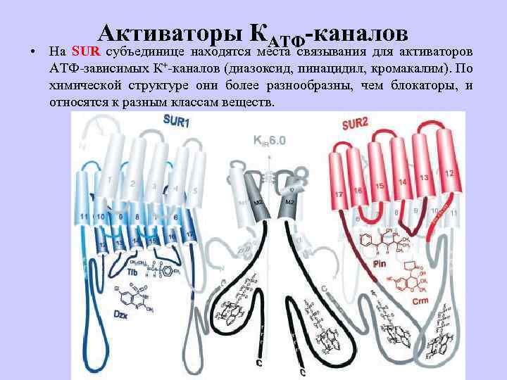 Активаторы КАТФ-каналов • На SUR субъединице находятся места связывания для активаторов АТФ-зависимых К+-каналов (диазоксид,