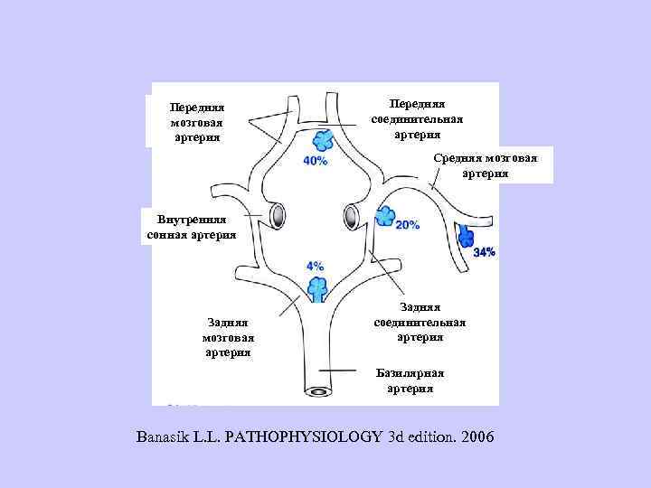 Передняя мозговая артерия Передняя соединительная артерия Средняя мозговая артерия Внутренняя сонная артерия Задняя мозговая