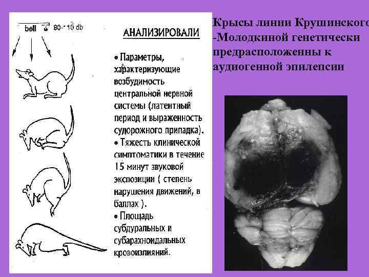 Крысы линии Крушинского -Молодкиной генетически предрасположенны к аудиогенной эпилепсии • • • Индукция прекондиционирования