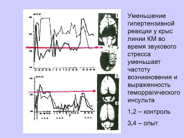 Уменьшение гипертензивной реакции у крыс линии КМ во время звукового стресса уменьшает частоту возникновения