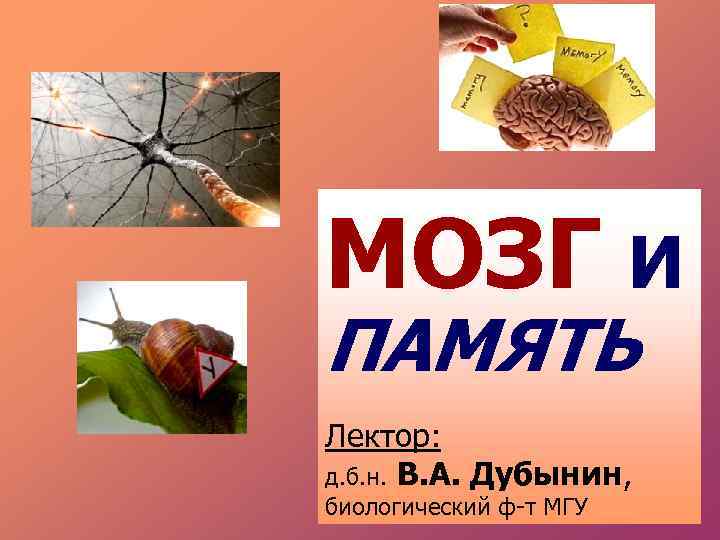 МОЗГ И ПАМЯТЬ Лектор: д. б. н. В. А. Дубынин, биологический ф-т МГУ 