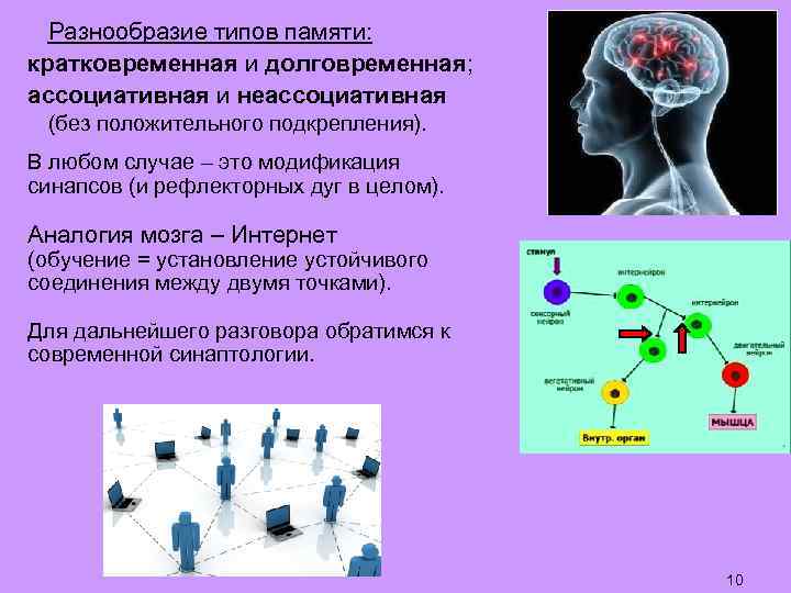 Разнообразие типов памяти: кратковременная и долговременная; ассоциативная и неассоциативная (без положительного подкрепления). В любом