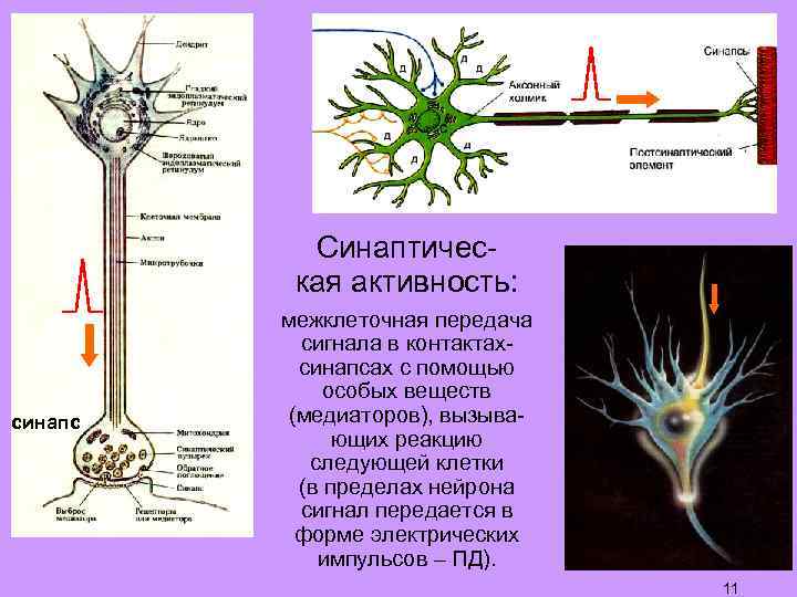Синаптическая активность: синапс межклеточная передача сигнала в контактахсинапсах с помощью особых веществ (медиаторов), вызывающих