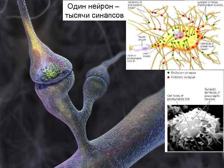 Один нейрон – тысячи синапсов 12 