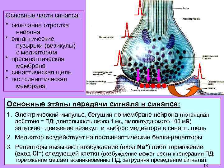 Основные части синапса: * окончание отростка нейрона * синаптические пузырьки (везикулы) с медиатором *