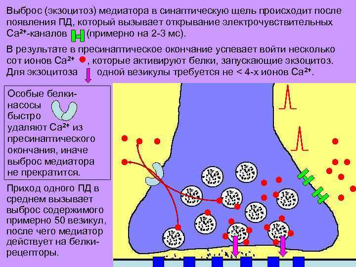 Выброс (экзоцитоз) медиатора в синаптическую щель происходит после появления ПД, который вызывает открывание электрочувствительных