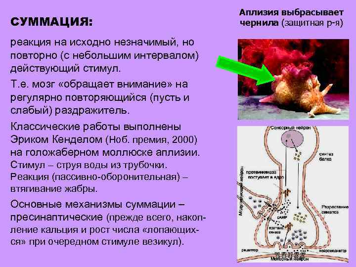СУММАЦИЯ: реакция на исходно незначимый, но повторно (с небольшим интервалом) действующий стимул. Т. е.