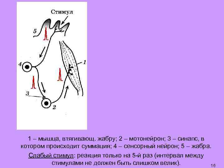 Реакция мембраны мотонейрона График накопления ионов кальция в пресинаптическом окончании -50 м. В -70
