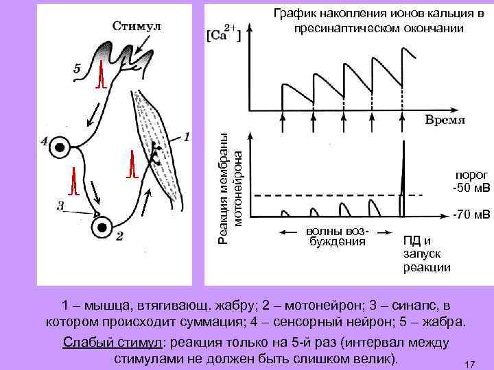 Реакция мембраны мотонейрона График накопления ионов кальция в пресинаптическом окончании порог -50 м. В