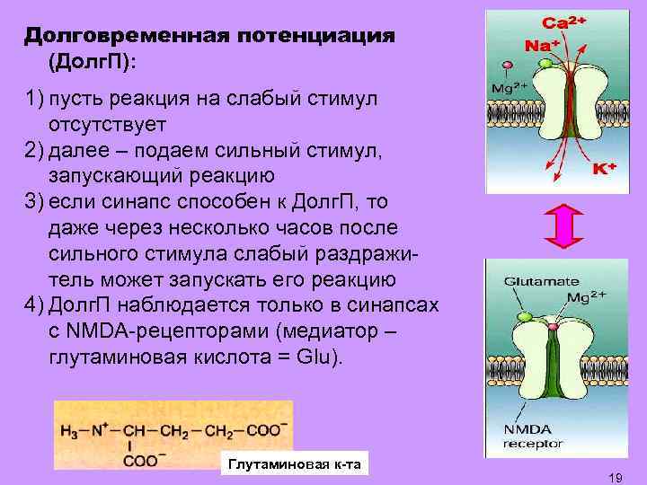 Долговременная потенциация (Долг. П): 1) пусть реакция на слабый стимул отсутствует 2) далее –