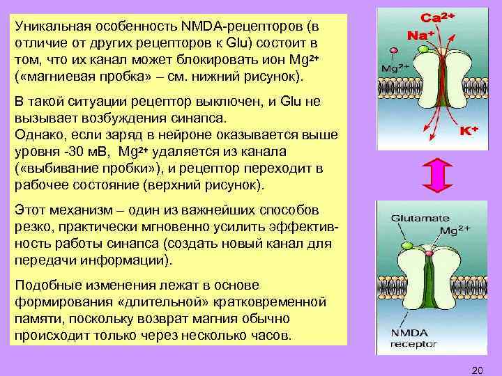 Уникальная особенность NMDA-рецепторов (в отличие от других рецепторов к Glu) состоит в том, что