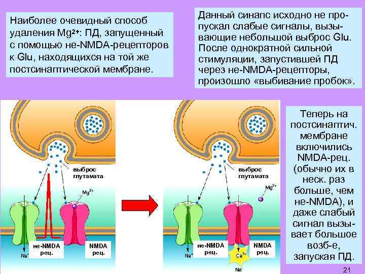Наиболее очевидный способ удаления Mg 2+: ПД, запущенный с помощью не-NMDA-рецепторов к Glu, находящихся