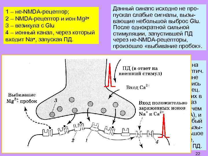 1 – не-NMDA-рецептор; 2 – NMDA-рецептор и ион Mg 2+ 3 – везикула с
