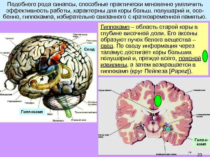 Подобного рода синапсы, способные практически мгновенно увеличить эффективность работы, характерны для коры больш. полушарий
