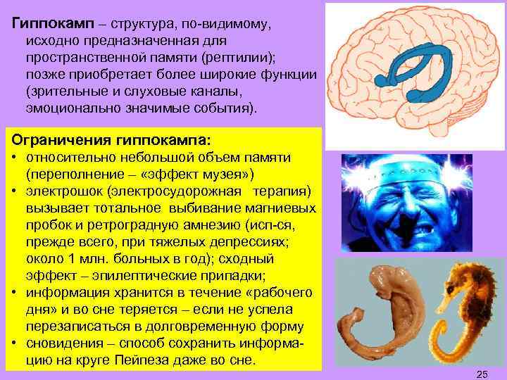 Гиппокамп – структура, по-видимому, исходно предназначенная для пространственной памяти (рептилии); позже приобретает более широкие